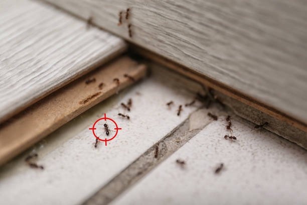 Best Best Pest Control Companies  in Salyersville, KY