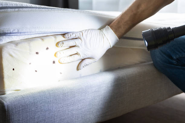 Best Emergency Pest Control  in Salyersville, KY