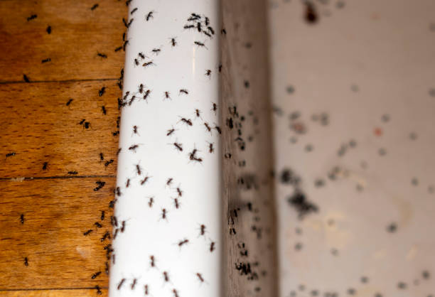 Best Rat Extermination Near Me  in Salyersville, KY