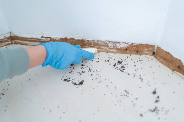Best Affordable Pest Control Services  in Salyersville, KY